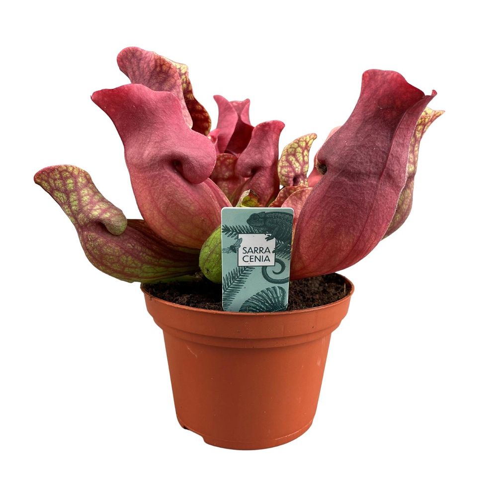 Sarracenia maroon - ø12 ↕23 - plantes d'intérieur