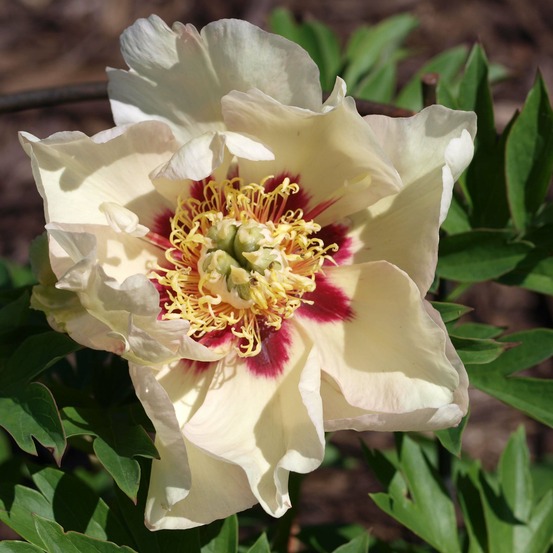 Pivoine 'pastel splendor' souche 3/5 yeux