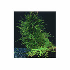 Plante aquatique : Versicularia Dubyana en gobelet