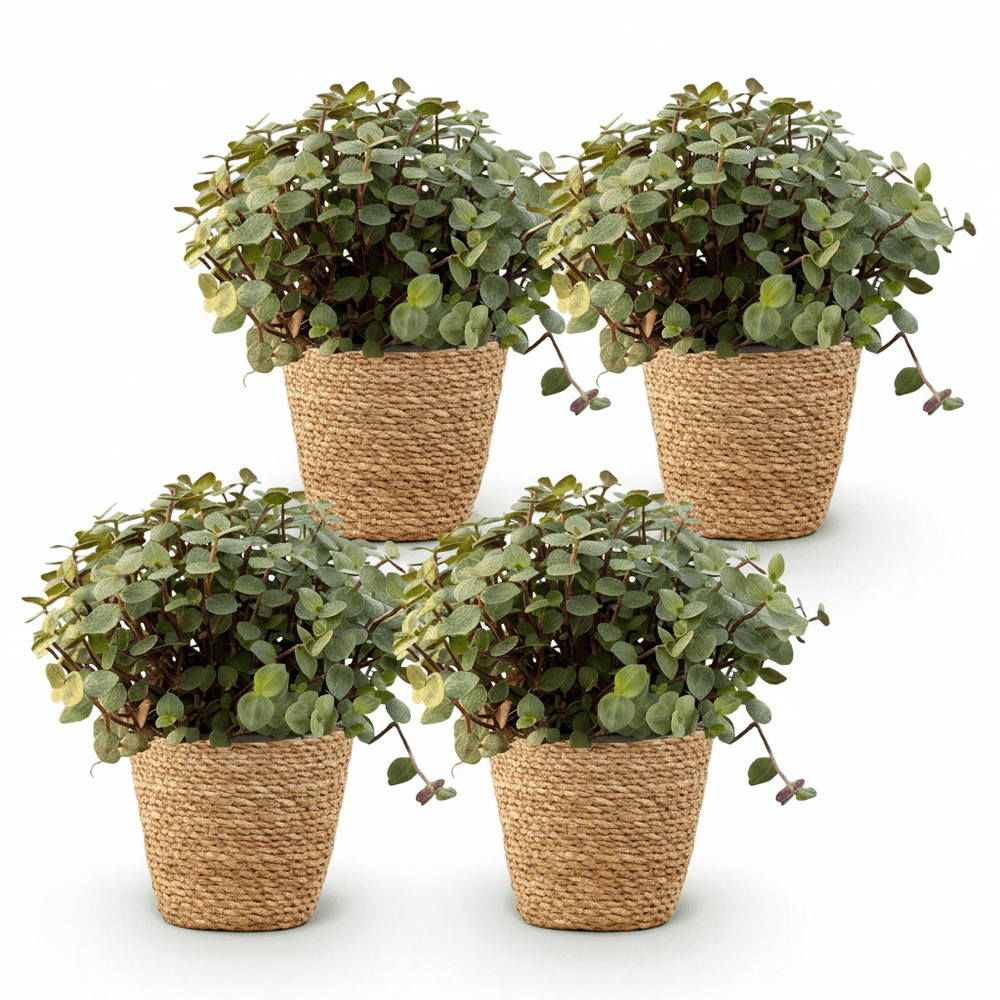 Calissia repens - pet-friendly - pot de 12cm - hauteur 17-20cm