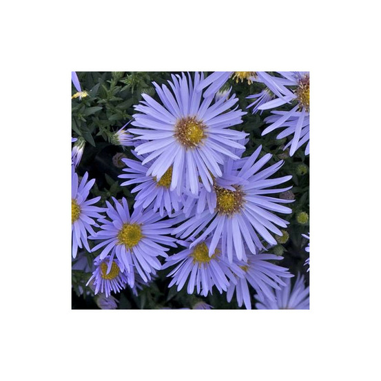 Aster d'automne silberblaukissen, aster dumosus godet - 5/20 cm