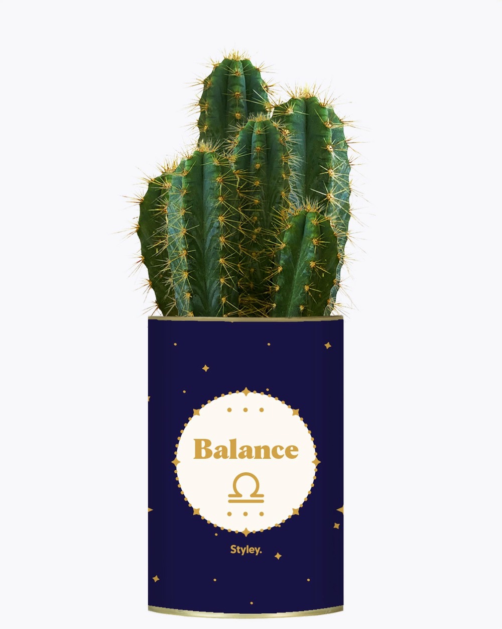 Idée cadeau - astrologie - plante zodiac