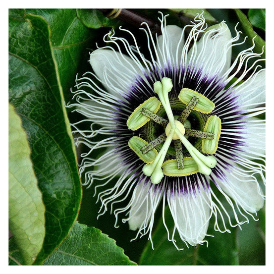 Passiflore à fruits flavicarpa godet - 5/20 cm