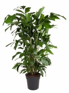 Caryota mitis - plante d'intérieur verte - pot 27cm - hauteur 120-130cm