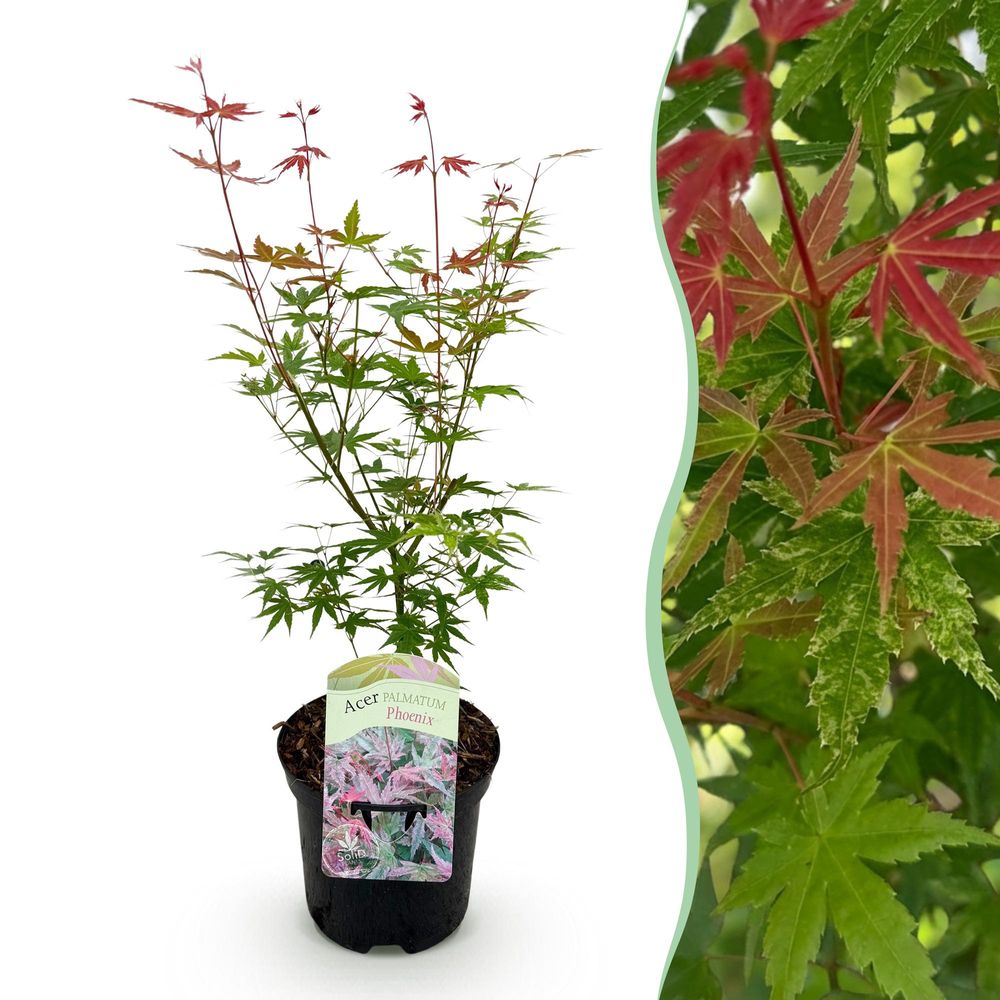 Érable du japon 'phoenix' - pot 19 cm - hauteur 70 cm - plante d'extérieur