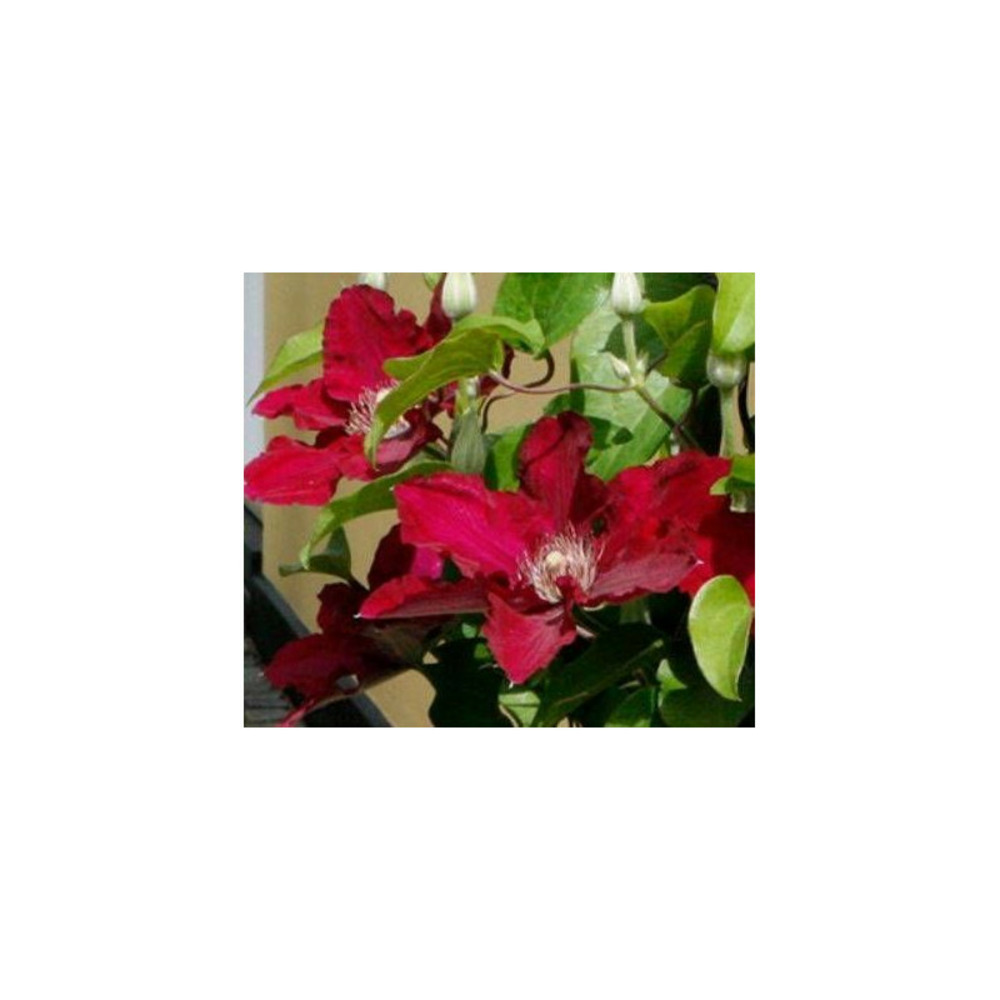 Clématite jie™ 'evipo084' pot de 1,5l - tuteur bambou 30/60 cm