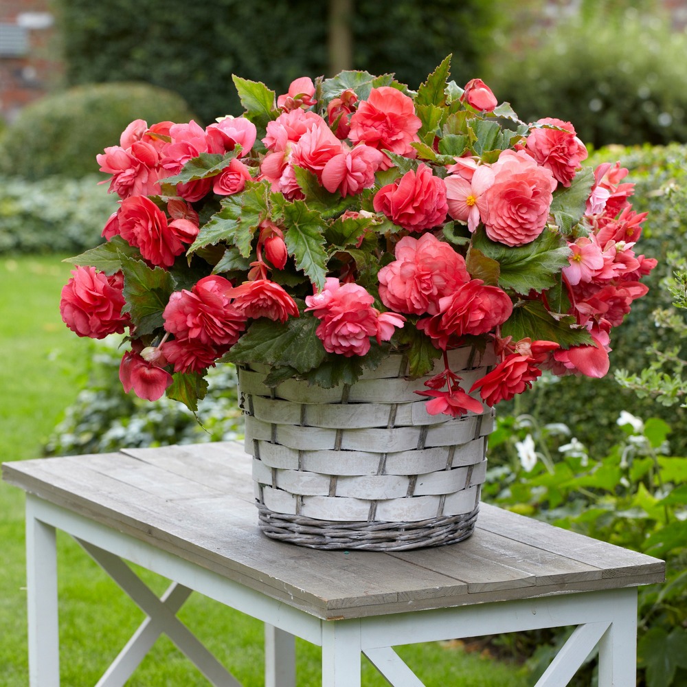 5 bégonias retombants parfumés pink delight - le sachet de 5 bulbes / circonférence 5-6cm