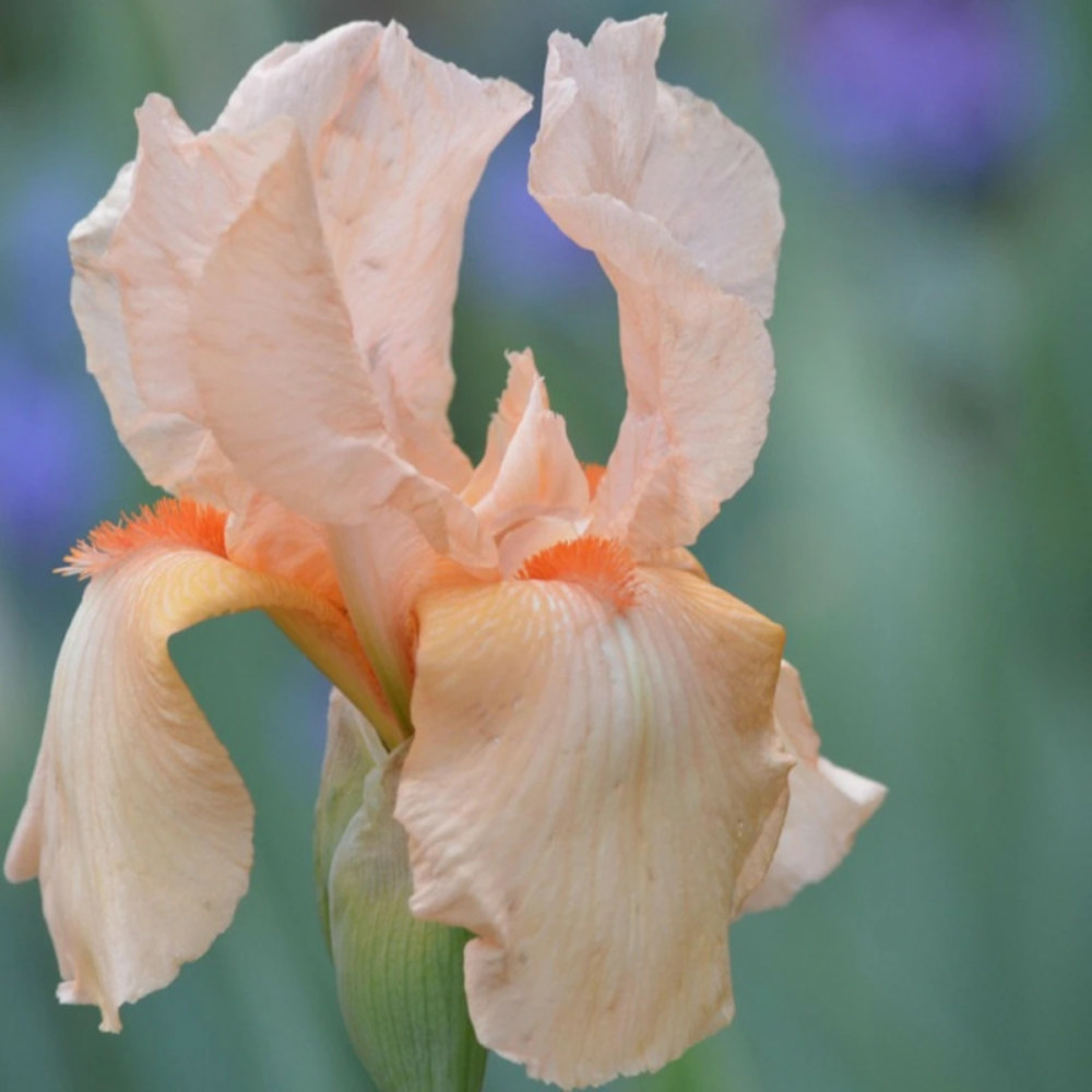 Iris des jardins nel jape pot de 1 litre