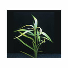 Plante aquatique : Hygrophila Salicifolia en bouquet