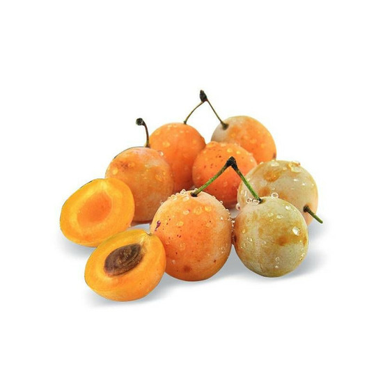 Prunier nain prunélla - nains de jardins® pot de 5l - 40/80 cm