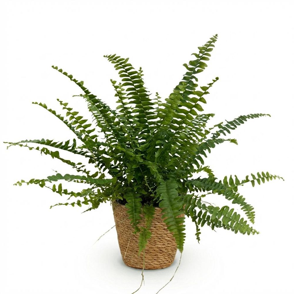 Nephrolepsis exaltata green lady - pet-friendly - pot de 12cm - hauteur 25-30cm