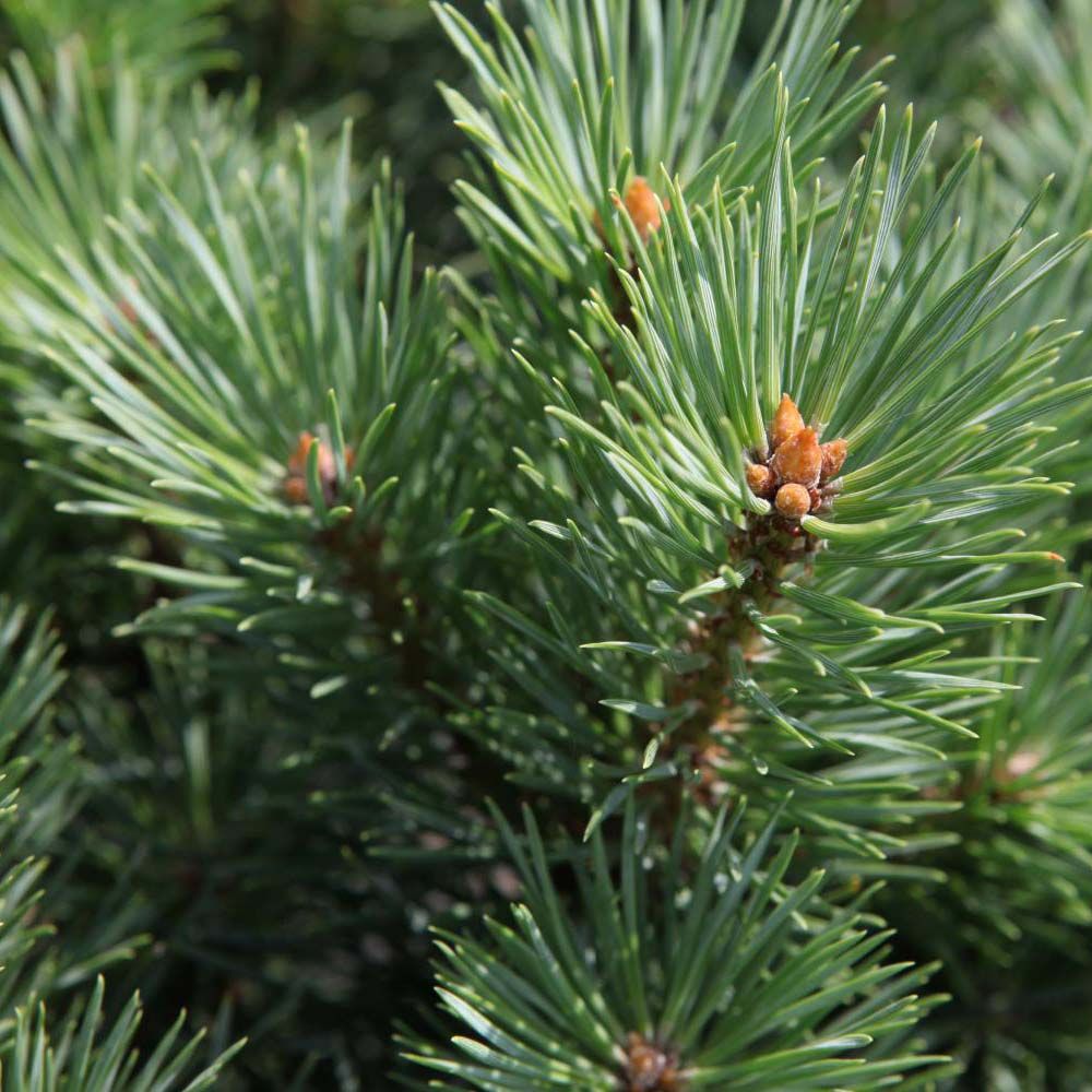 Pin sylvestre 'watereri' pot de 2l/3l