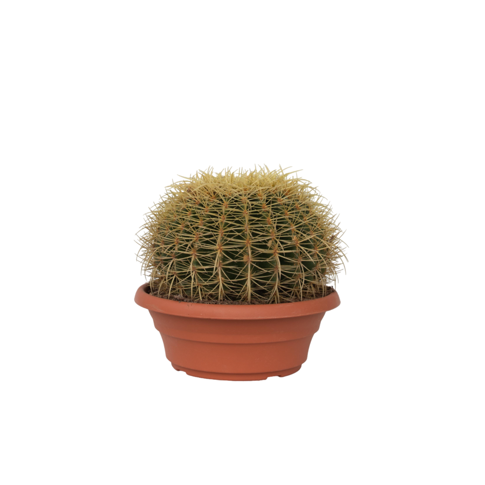 Cactus de noël - echinocactus grusonii - hauteur 25-35cm - ⌀25cm