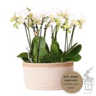 Kolibri orchids - set de plantes blanches dans un panier en coton avec réservoir d'eau - 3 orchidées- 3 plantes vertes rhipsalis