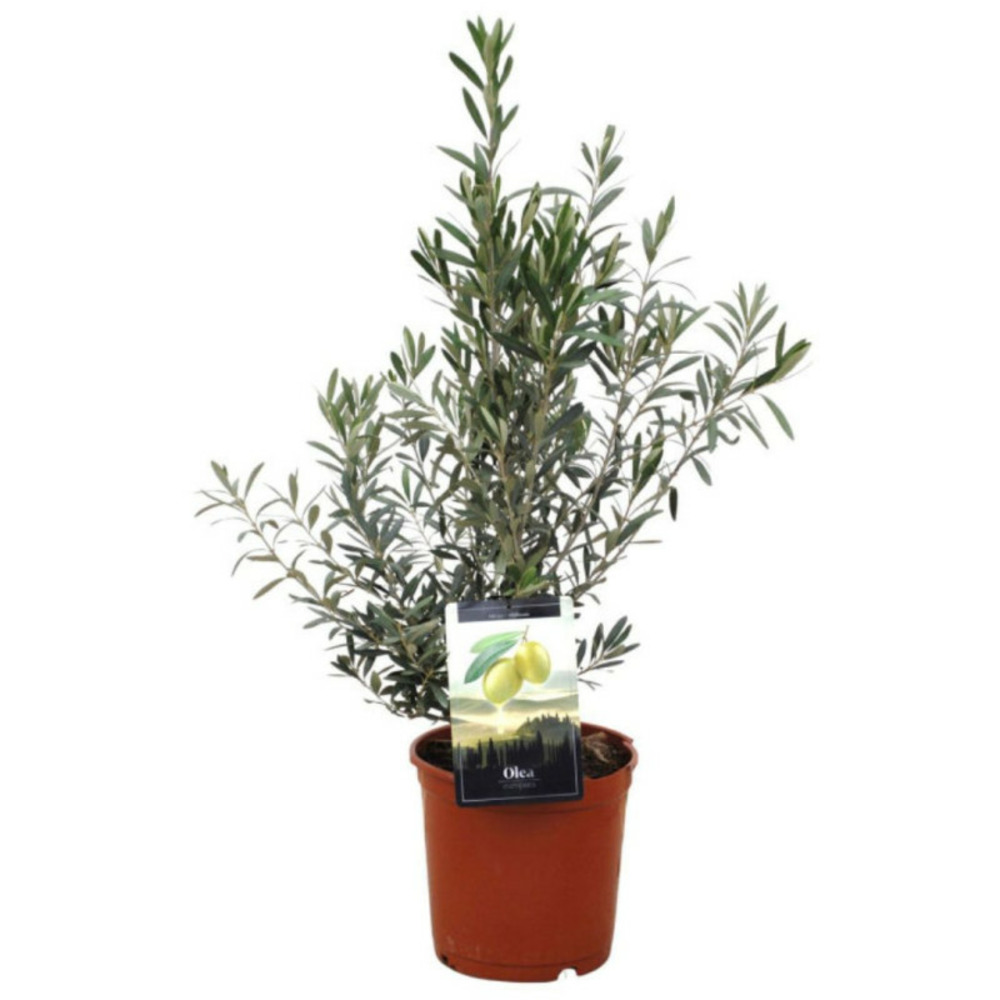 Olivier olea europaea 80/100cm pot 10l