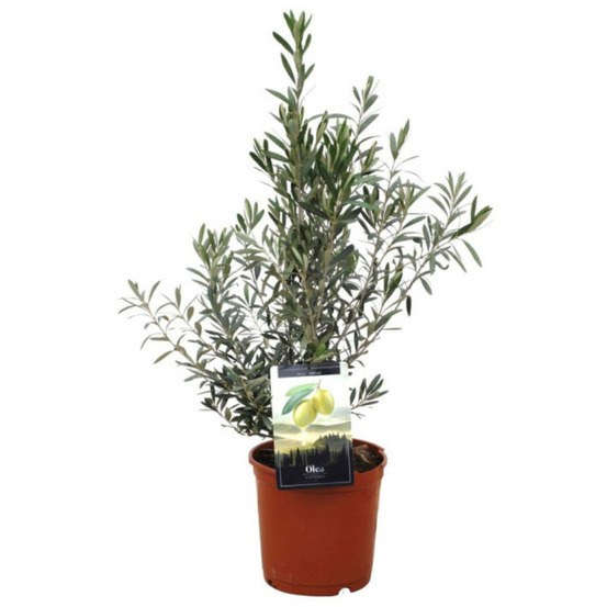 Olivier olea europaea 80/100cm pot 10l