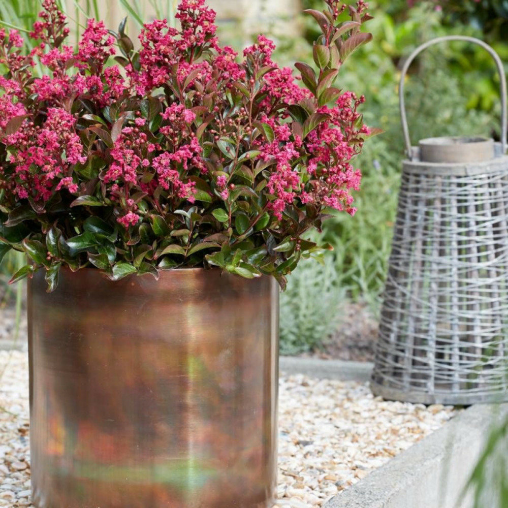 Lilas des indes berry dazzle® 'gamadvi', lagerstroemia pot de 7 l - 1/4 tige