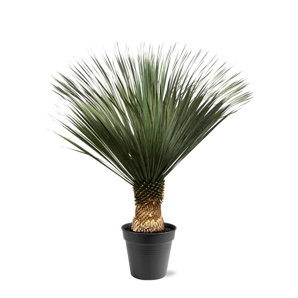 Yucca rostrata - h150-160 cm - ø50 cm - plantes d'intérieur