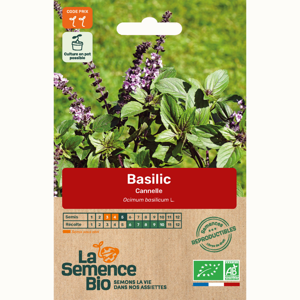 Basilic cannelle - graines bio
