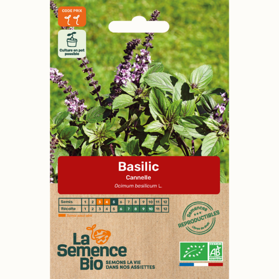 Basilic cannelle - graines bio