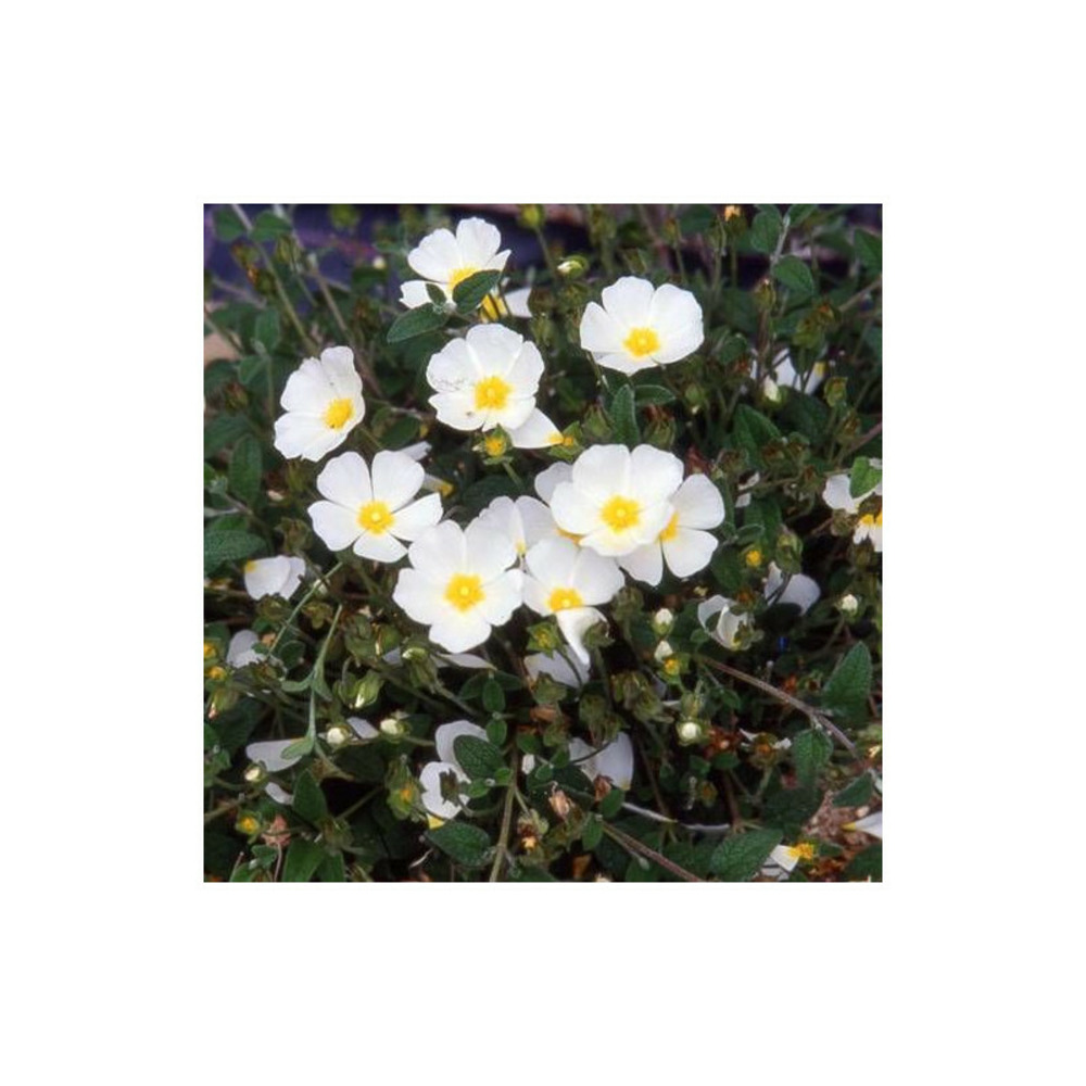 Ciste compact, cistus godet - 5/20 cm
