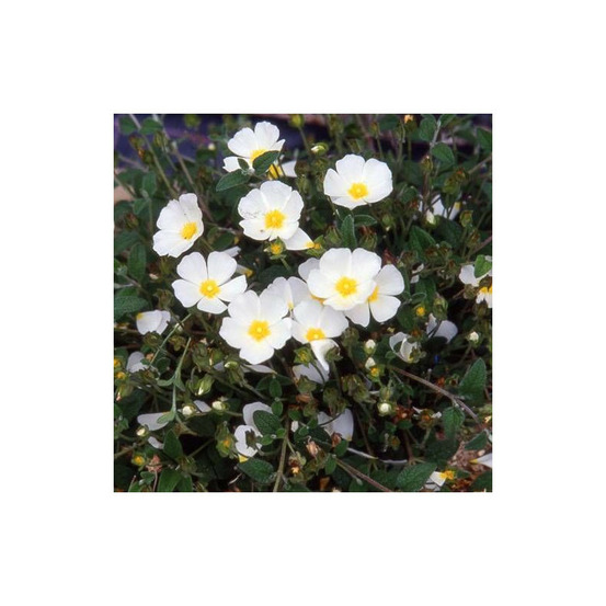 Ciste compact, cistus godet - 5/20 cm
