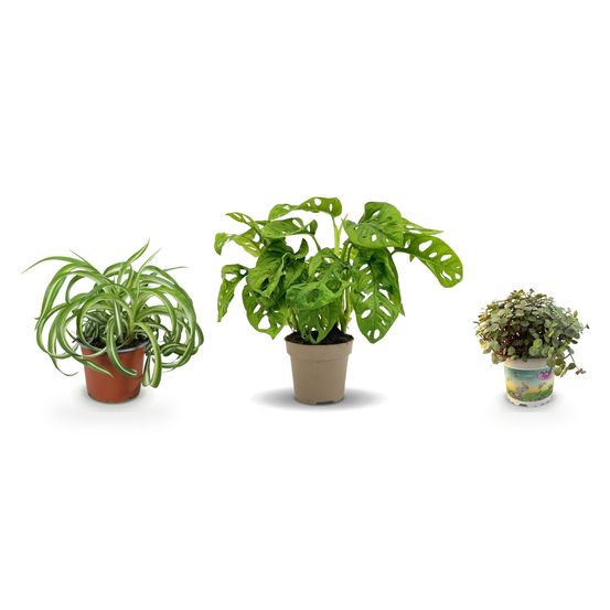 Étagère vivante — callisia repens, monstera adansonii monkey mask & chlorophytum comosum bonnie — lot de 3 plantes