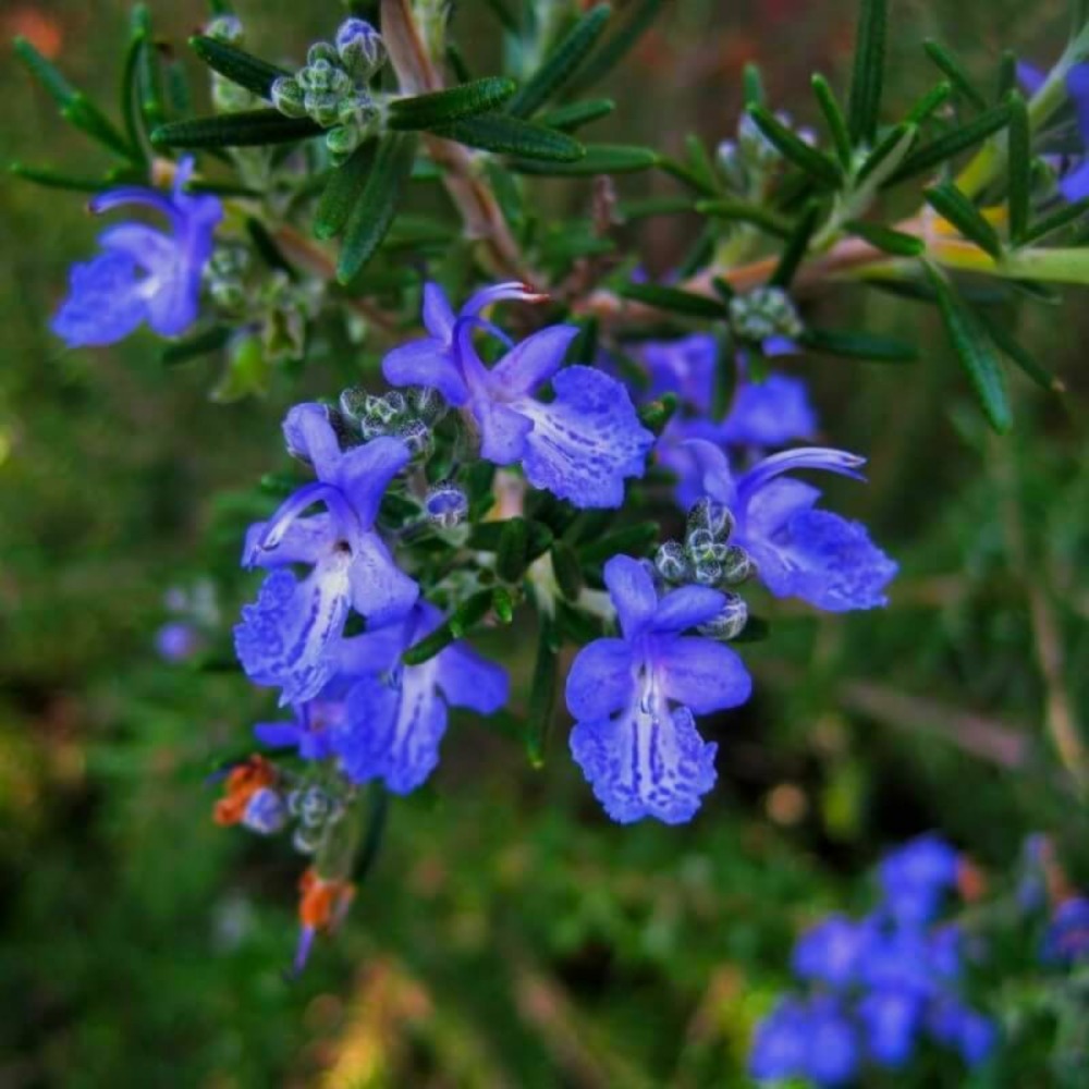 ROMARIN PORT SEMI P GF H13A25-(766559)