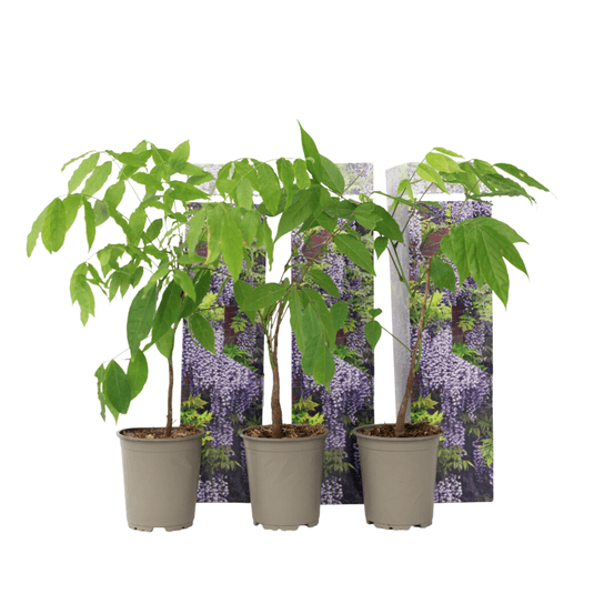 Glycine - set de 3 - wisteria sinensis - hauteur 25-40cm - ⌀9cm