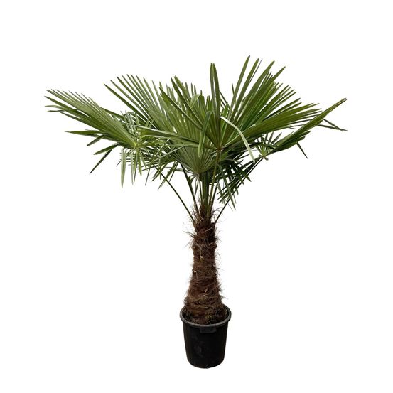 Trachycarpus fortuneii - h240 cm - ø40-45 cm