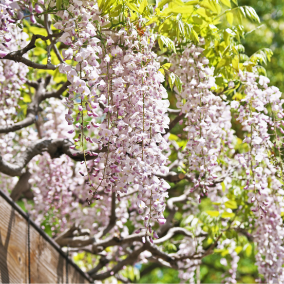 Glycine - wisteria floribunda shiro-noda 70cm