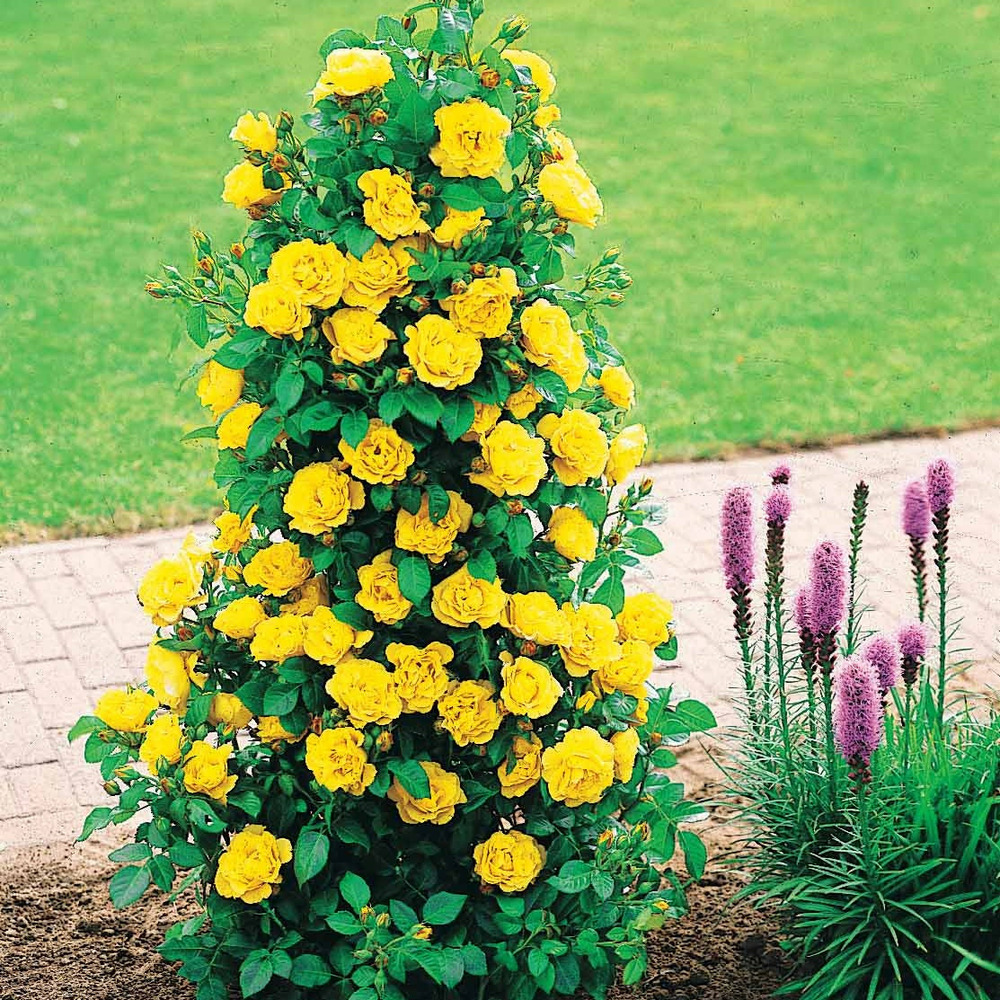 Rosier arbuste china town - la pièce en racine nue / 3+ branches, vendu par lot de 4