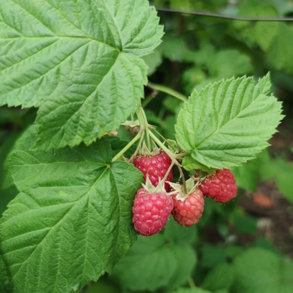 Framboisier summer chef pot de 2l