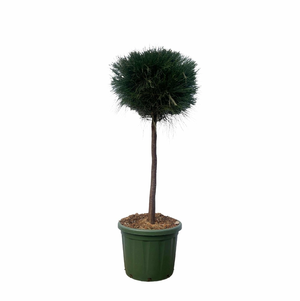 Pinus cesarerina - h180 cm - ø48 cm