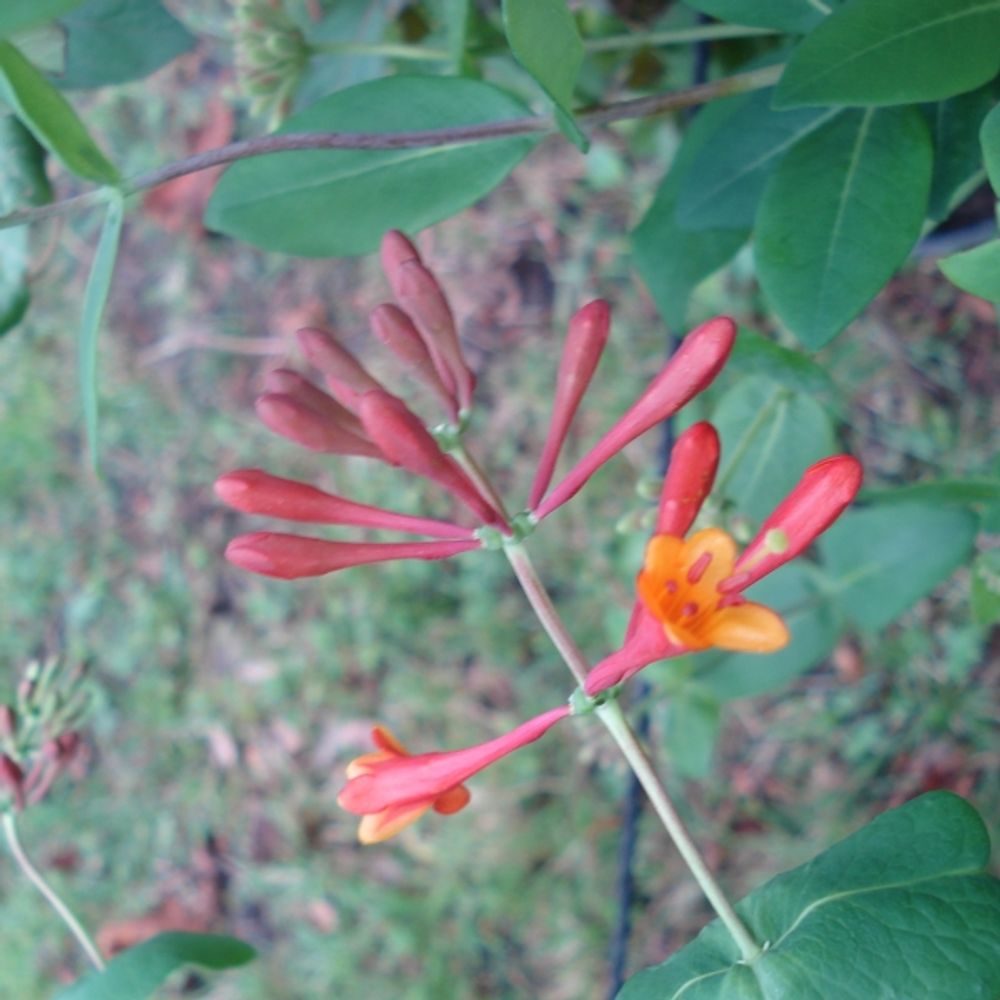 Chèvrefeuille grimpant 'dropmore scarlet' pot de 2l/3l