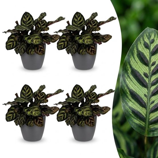 Calathea makoyana - plante paon - pot de 12cm - hauteur 25cm - plantes d'intérieur