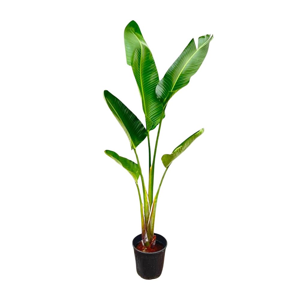 Strelitzia augusta - plantes d'intérieur