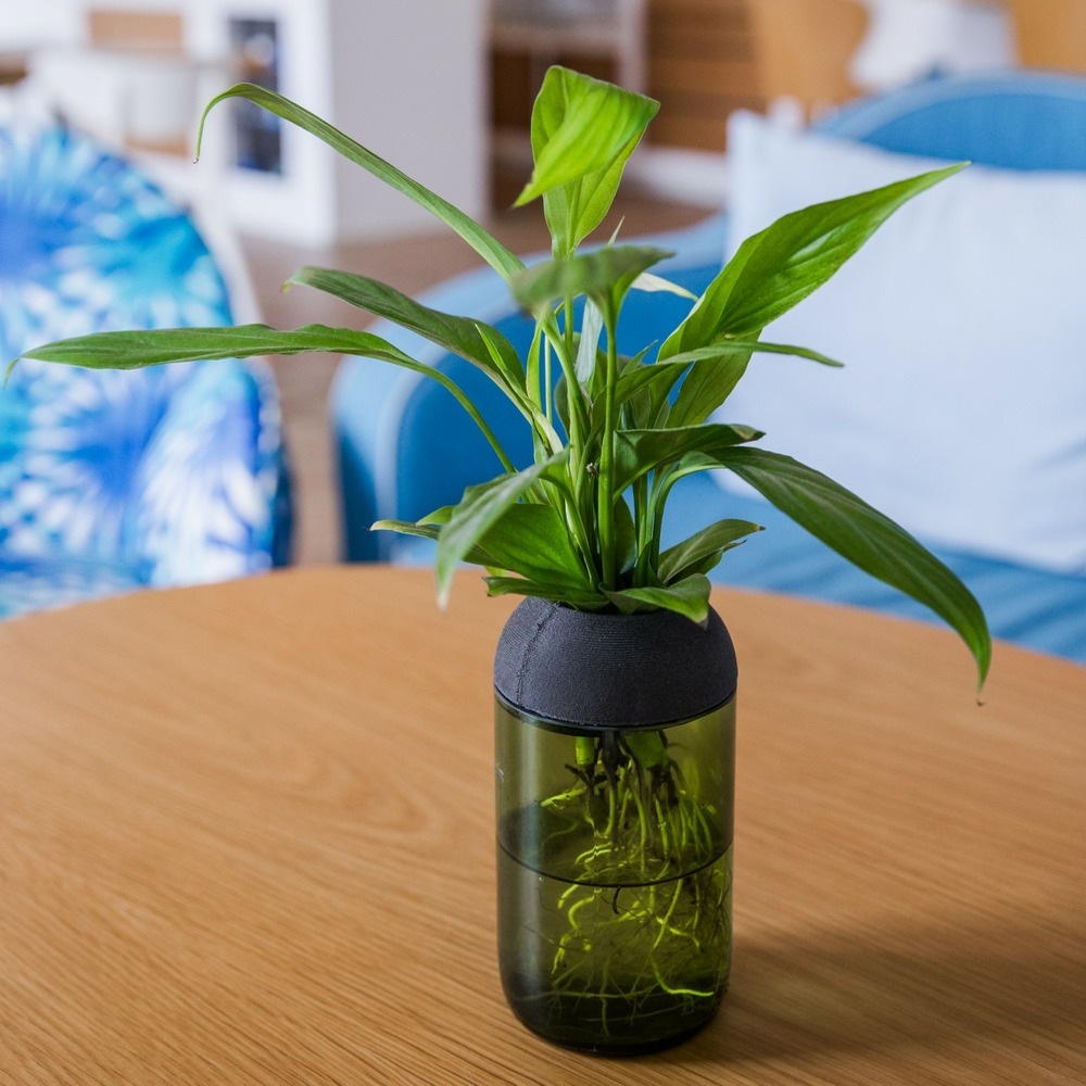 Pot transparent vert et ébène, sans plante