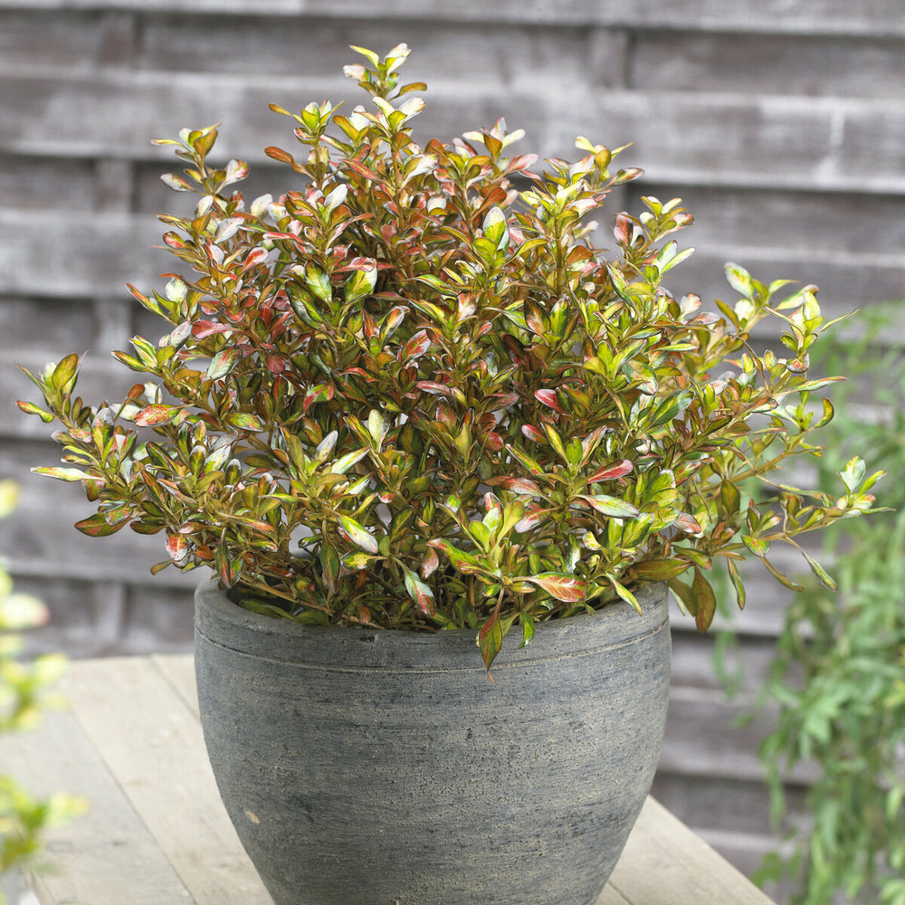 Coprosma evening glow - le pot / 2l / hauteur livrée 20-25cm