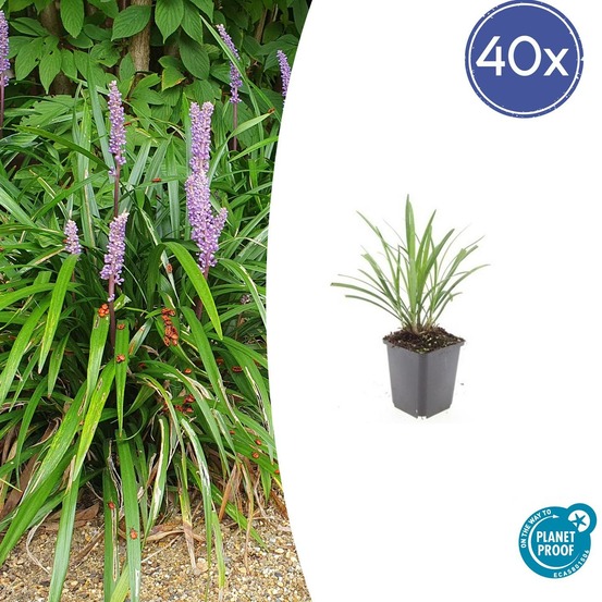Ophiopogon - herbe aux turquoises 'ingwersen' x40 – entre 2,5 et 3,33m2