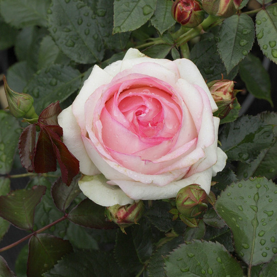 Rosier grimpant pierre de ronsard - eden rose 85 - le pot / 4l / hauteur livrée 15-40cm