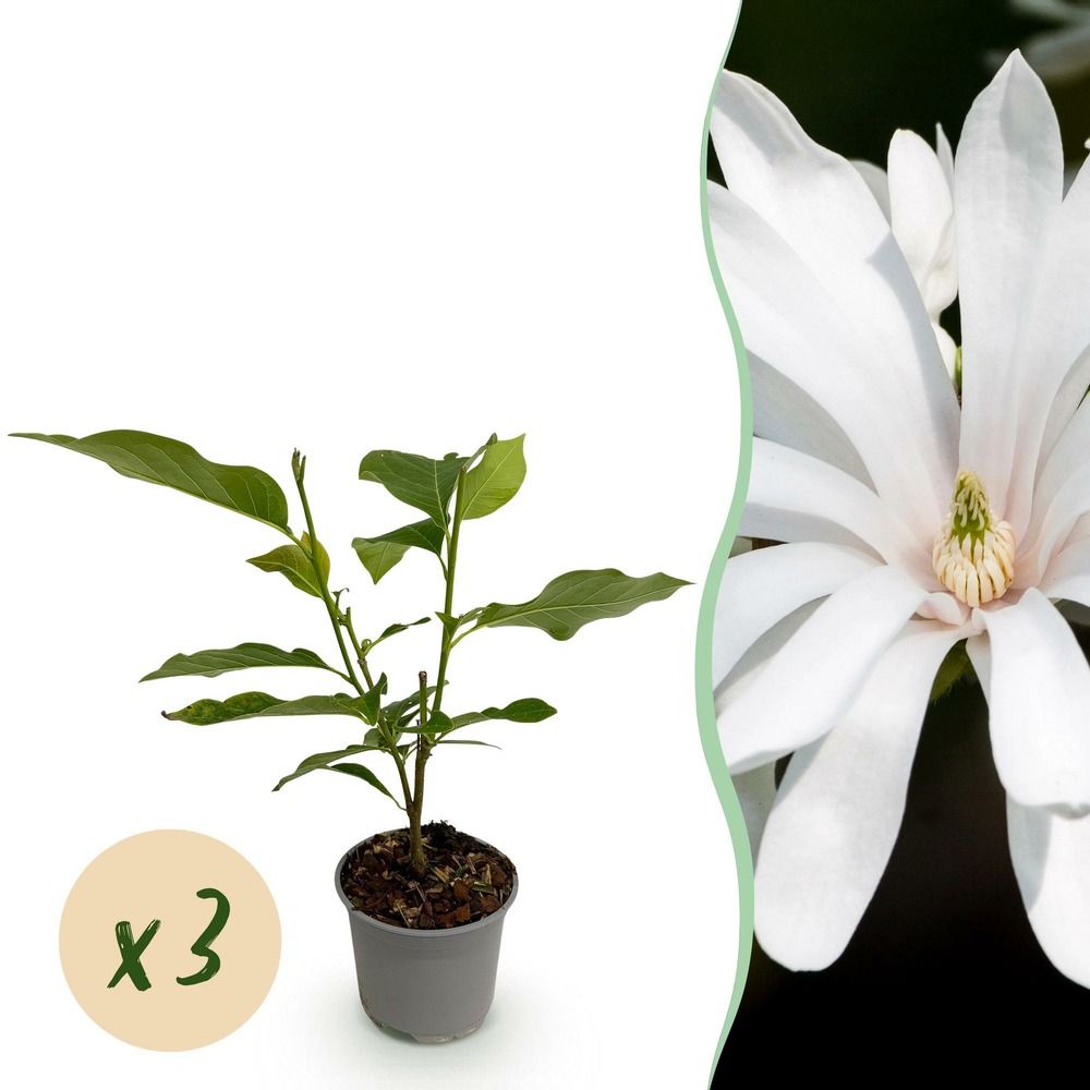 Magnolia 'royal star' - lot de 3 - pot 12 cm - hauteur 30 cm