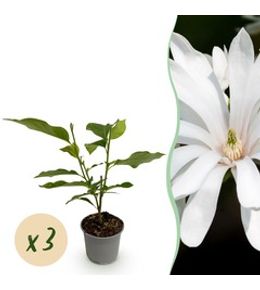 Magnolia 'royal star' - lot de 3 - pot 12 cm - hauteur 30 cm