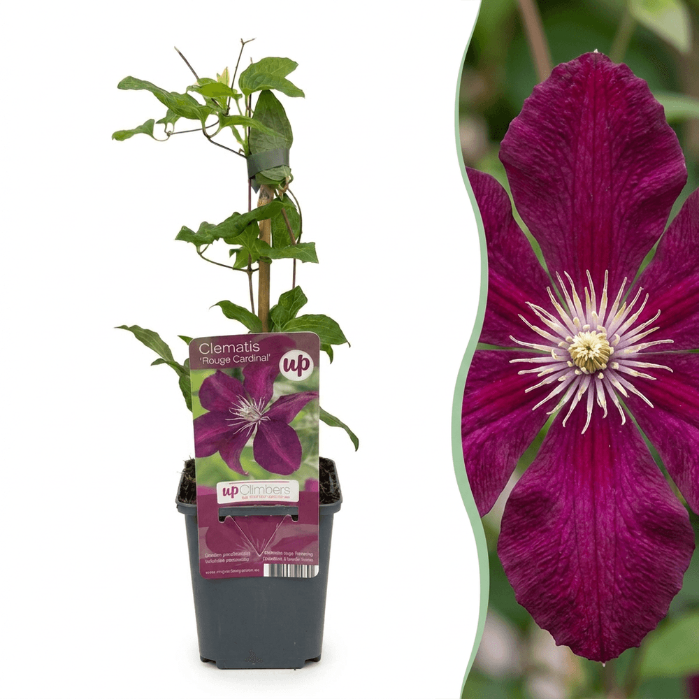 2x clématite 'rouge cardinal' - rouge - grimpante - ø9cm - ↕35cm - plante d’extérieur