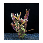 Plante aquatique : Althernanthera Reineckii en pot