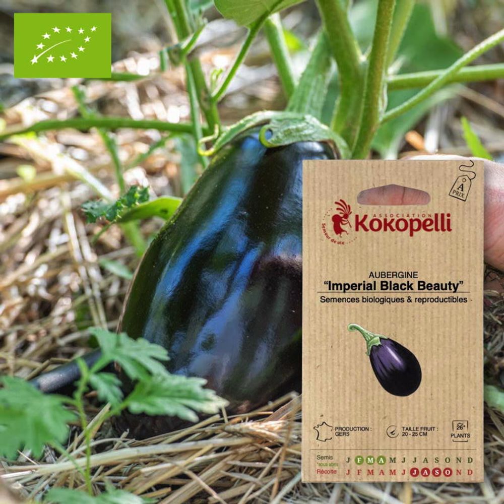 Aubergine imperial black beauty- graines bio à semer