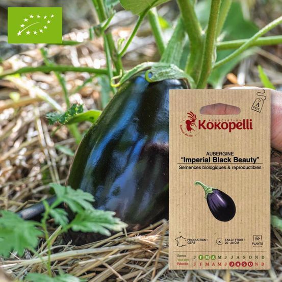 Aubergine imperial black beauty- graines bio à semer