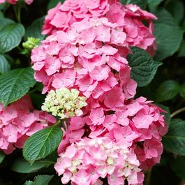 Hydrangea Pia 2 x hortensia 'pia' - hydrangea macrophylla 'pia' - 25-30 cm pot | Truffaut