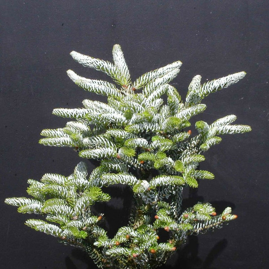 Sapin de corée silberlocke pot de 3l - 20/40 cm