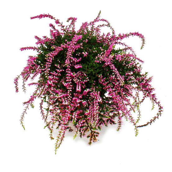 Calluna suspendue - set de 3 plantes - bruyère à balai suspendue - plante de terre de bruyère - pot de 12cm - rose